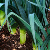 leek below zero f1 vegetable seeds
