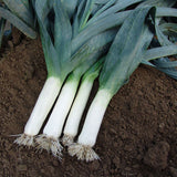 leek below zero f1 vegetable seeds