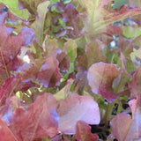 Lettuce Red Salad Bowl Seeds