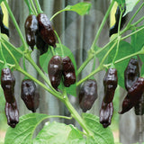 Machu Pichu Chilli Seeds
