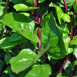 malabar red spinach vegetable seeds
