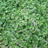 Corsican Mint Herb Seeds