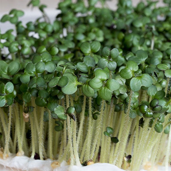 black mustard seed plant Mustard - Black Microgreens Seeds