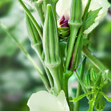 okra clemsons spineless heritage vegetable seeds