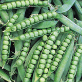 pea alderman vegetable seeds