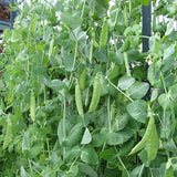 pea alderman vegetable seeds