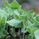 Pea Shoots Serge Seeds
