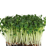 radish daikon microgreen sprouting seeds