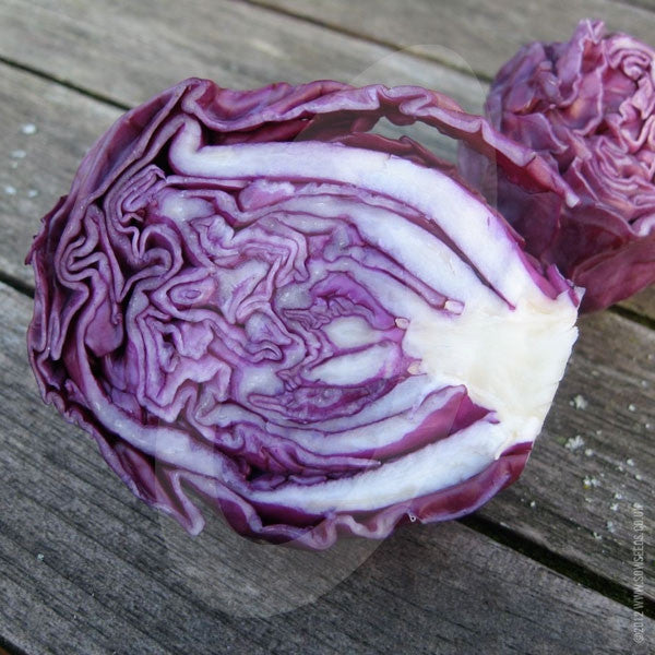 Cabbage Red Drumhead Seeds Quality Seeds from Sow Seeds Ltd