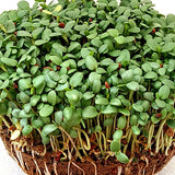 red clover sprouting microgreen seeds