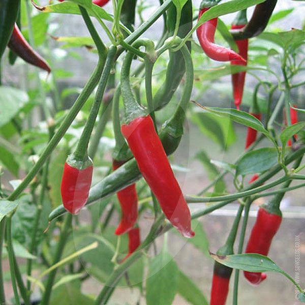 Chilli Pepper Ring of Fire Seeds