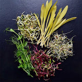 sprouting seeds plate rekha garden kitchen