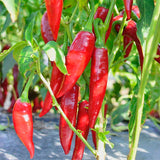 sweet pepper paprika balalaika vegetable seeds