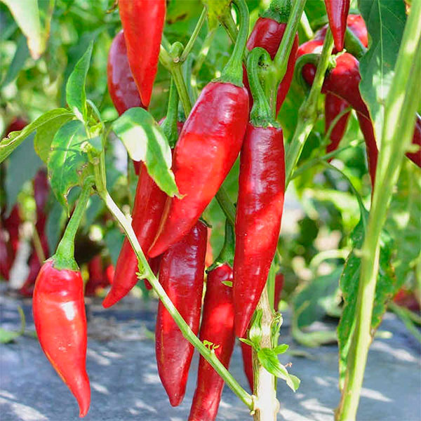 paprika plant seeds Sweet Pepper Balalaika (Paprika) Seeds