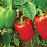 sweet pepper californian wonder heritage seeds