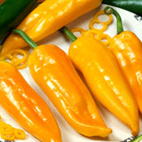 sweet pepper corno di toro giallo agm vegetable seeds