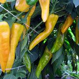 sweet pepper corno di toro giallo agm vegetable seeds