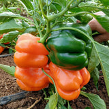 sweet pepper golden summer mix red orange yellow seeds