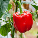 sweet pepper golden summer mix red orange yellow seeds