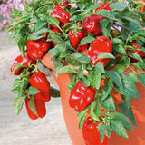 Sweet Pepper Redskin F1 agm vegetable Seeds