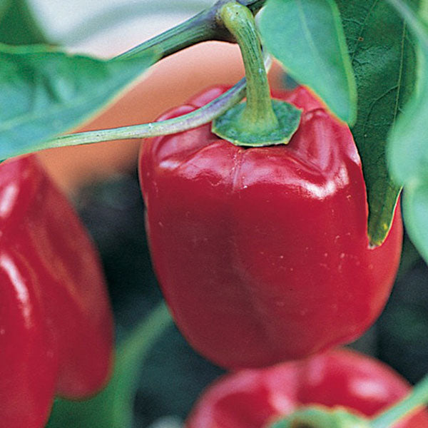 Sweet Pepper Redskin F1 AGM Seeds Quality Seeds from Sow Seeds Ltd