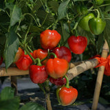 sweet pepper sweety pie f1 vegetable seeds