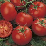 tomato moneymaker vegetable seeds