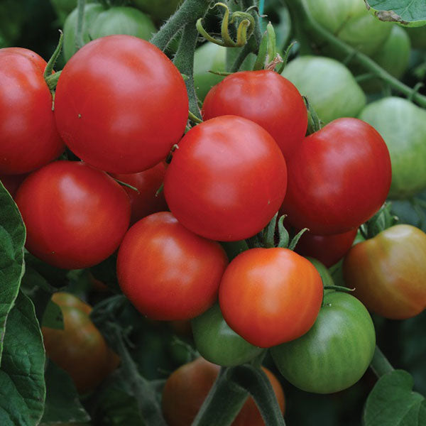 Tomato Outdoor Girl