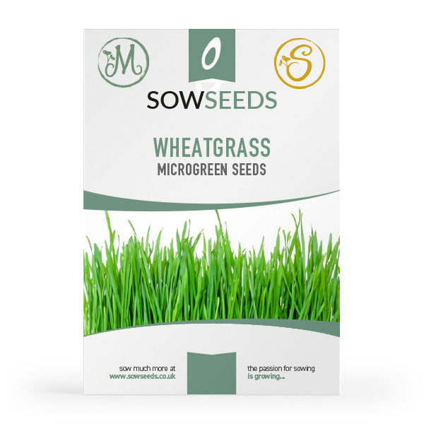 wheatgrass microgreen sprouting seeds