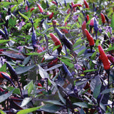 Zimbabwe Black Chilli Seeds