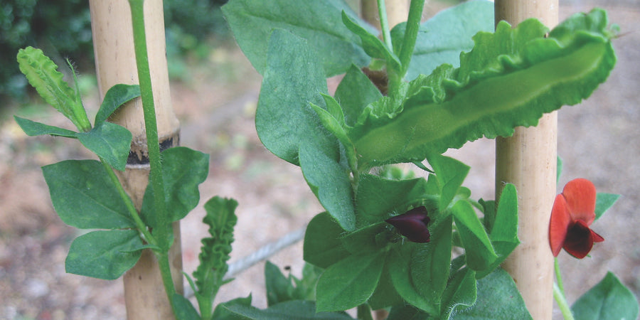 How To Grow Asparagus Pea