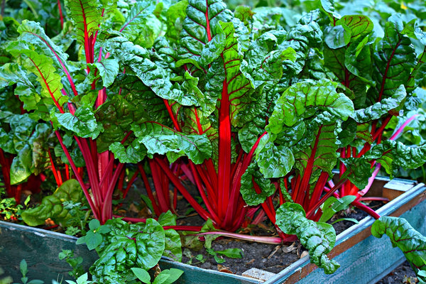 August Monthly Growing Guide