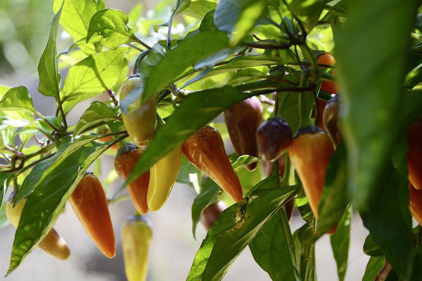Chilli seed sowing - Grow your own sense of wellbeing