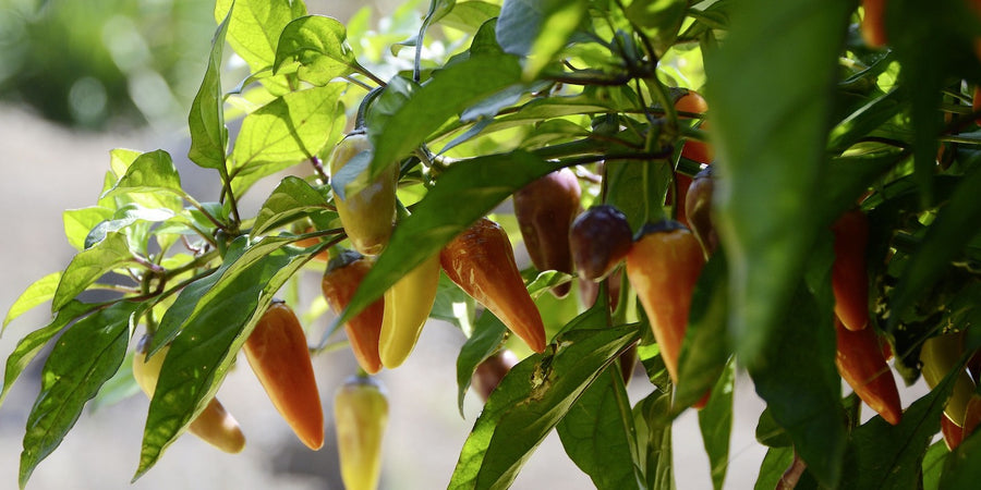 Chilli seed sowing - Grow your own sense of wellbeing