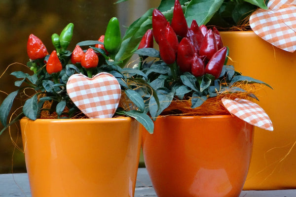 How to grow chilli seeds in pots
