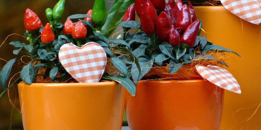 How to grow chilli seeds in pots