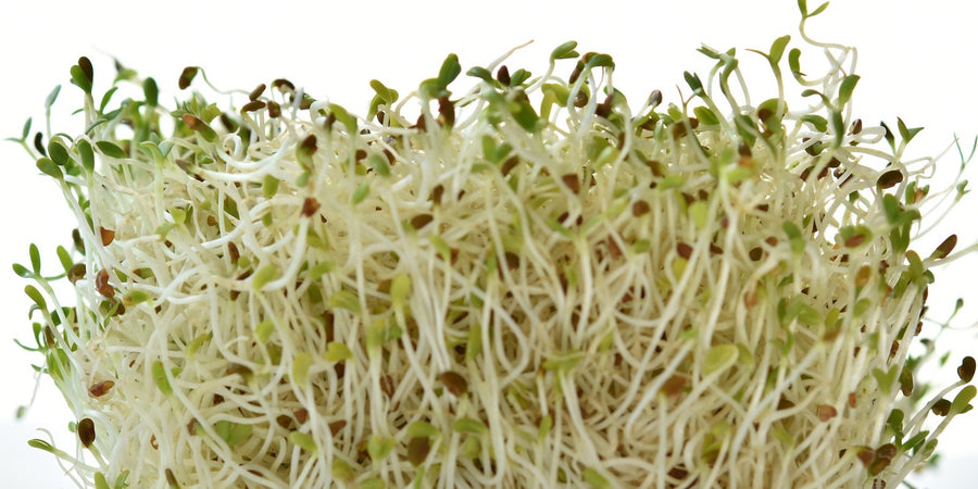 sprouting seeds - alfalfa
