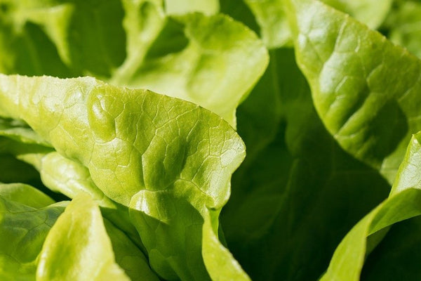 July Monthly Growing Guide