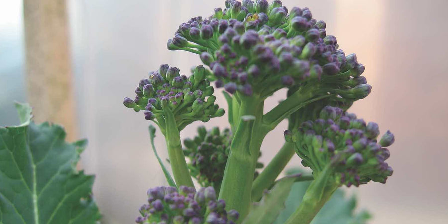 How Long To Steam Purple Sprouting Broccoli