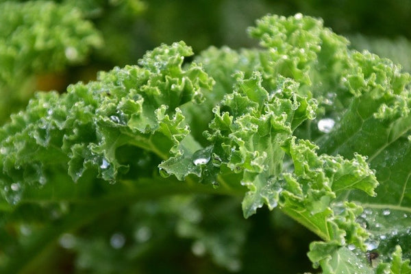 September Monthly Growing Guide