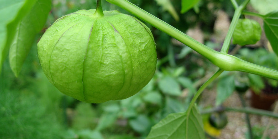 how to grow tomatillo