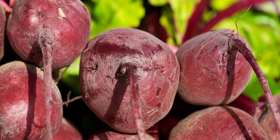 beetroot growing guide