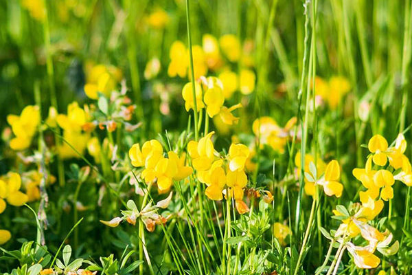 yellow trefoil green manure