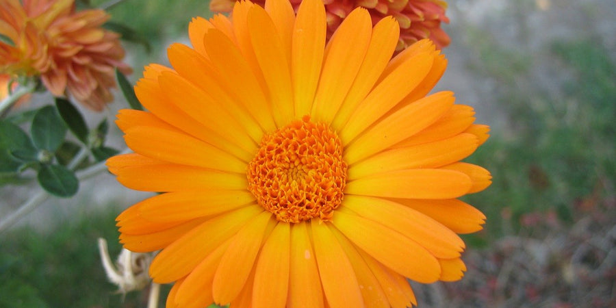 how to grow pot marigold