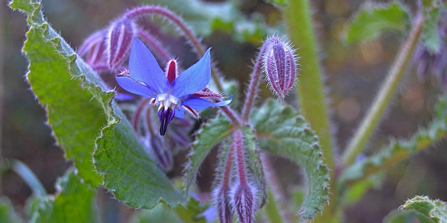 How to grow Borage