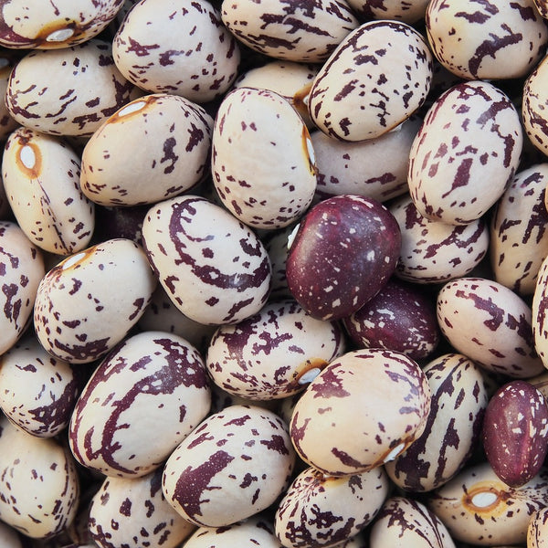 How To Grow Borlotti Beans
