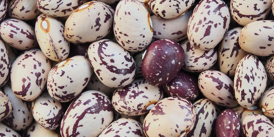 How To Grow Borlotti Beans