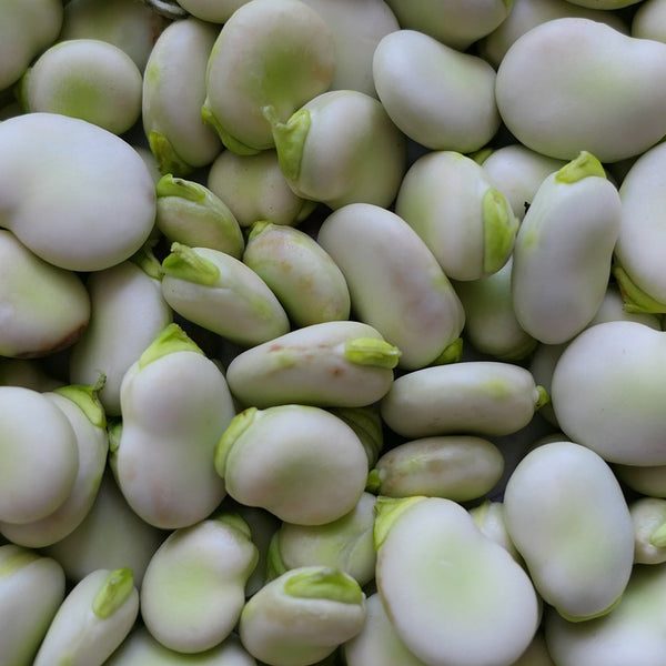 How To Grow Broad Beans