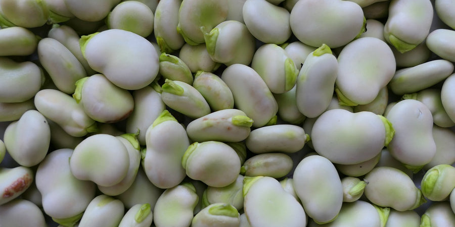 How To Grow Broad Beans