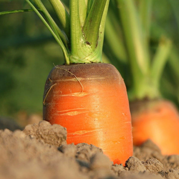 How to grow carrots